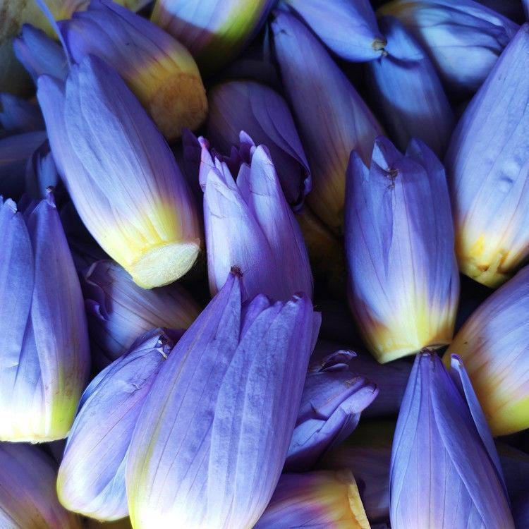 Fleurs séchées de lotus bleu Séchage naturel Non desséchant Parfum riche et durable