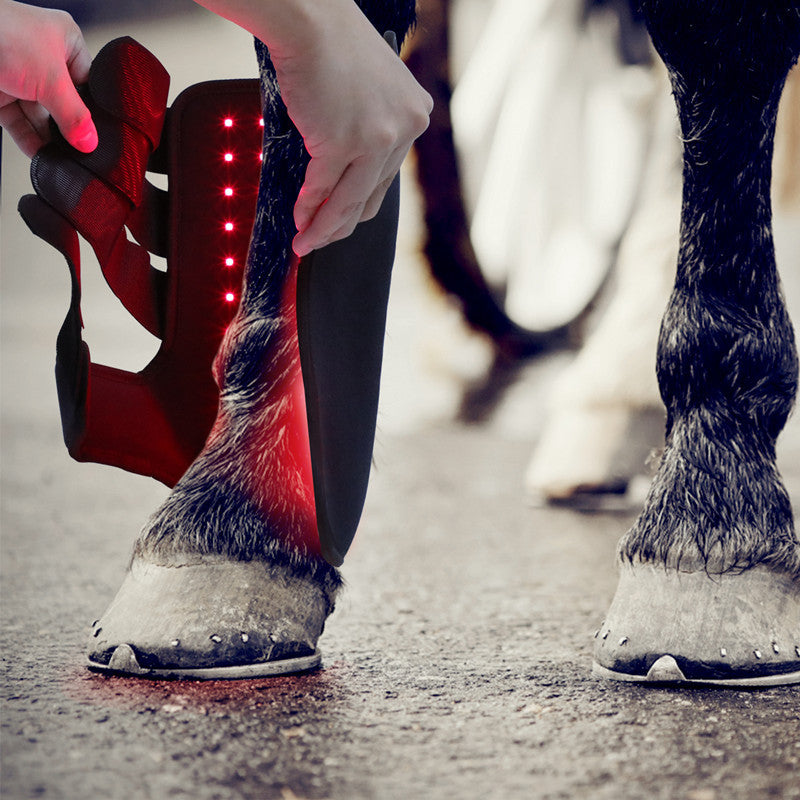 Fototerapia portátil para patas de caballo.