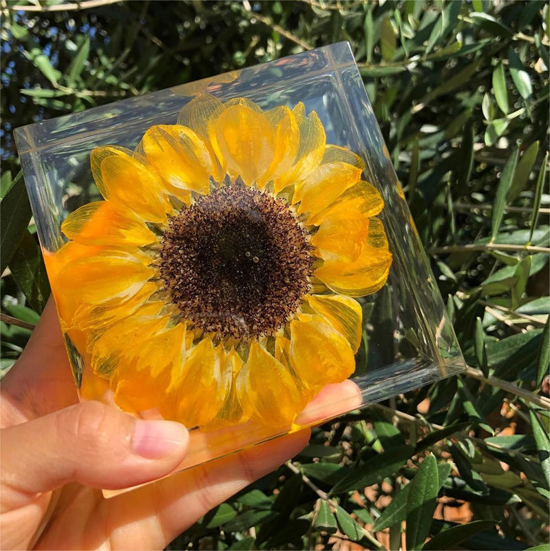 Lámpara de noche pequeña con muestra de planta de resina